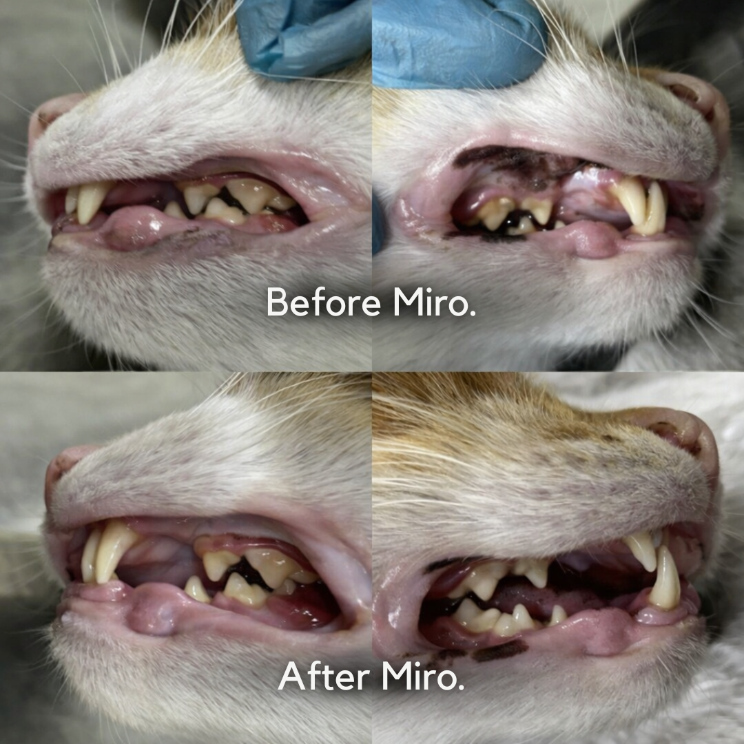 Miro Natural Silvervine Dental Sticks