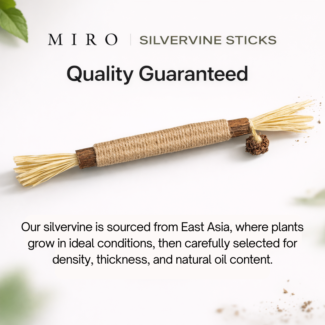 Miro Natural Silvervine Dental Sticks