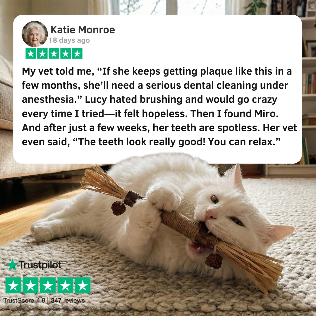 Miro Natural Silvervine Dental Sticks